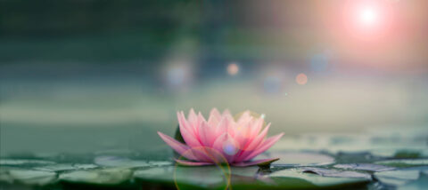 January News lotus-flower-on-water image